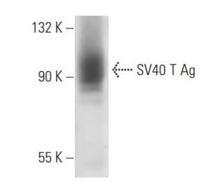 SV40 T Ag Antibody (Pab 430) - Western Blotting - Image 17676