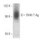 SV40 T Ag Antibody (Pab 430) - Western Blotting - Image 17676