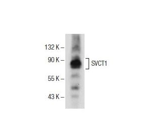 SVCT1 Antibody (H-11) - Western Blotting - Image 153951 