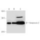 Swiprosin-2 Antibody (S-33) - Western Blotting - Image 52259