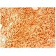 SYF2 Antibody (B-11) - Immunohistochemistry - Image 305563 
