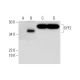 SYF2 Antibody (B-11) - Western Blotting - Image 292081 
