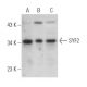 SYF2 Antibody (B-11) - Western Blotting - Image 367733