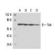 Syk Antibody (6A464) - Western Blotting - Image 17203