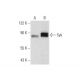Syk Antibody (6A464) - Western Blotting - Image 131844 