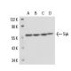Syk Antibody (6D784) - Western Blotting - Image 17202 
