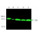 这种多克隆抗体已经停产。请参阅我们推荐的<a href="syk-antibody-4d10">Syk (4D10)</a>单克隆抗体(显示样本数据)。 western blotting image from recommended Syk (4D10) monoclonal antibody replacement. Image 372650