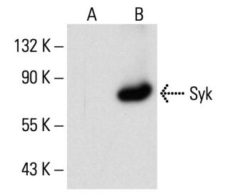 Syk Antibody (D-3) - Western Blotting - Image 70309 