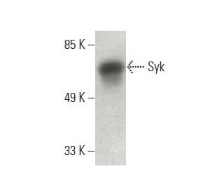Syk Antibody (D-3): sc-166226