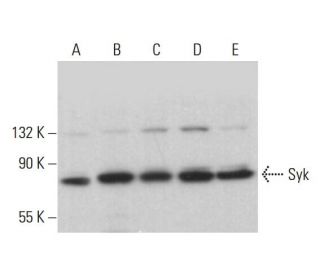 Syk Antibody (G-2) - Western Blotting - Image 376777 