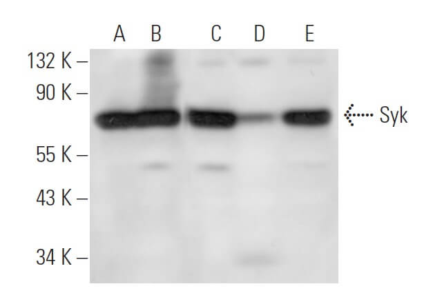 Syk Antibody (SYK-01) | SCBT - Santa Cruz Biotechnology