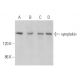 symplekin Antibody (E-2) - Western Blotting - Image 371337