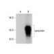 symplekin Antibody (G-6) - Western Blotting - Image 309755