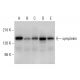 symplekin Antibody (G-6) - Western Blotting - Image 309756 