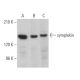 symplekin Antibody (G-6) - Western Blotting - Image 371344 