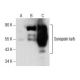 Synapsin Ia/b Antibody (A-8) - Western Blotting - Image 157545 