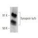 Synapsin Ia/b Antibody (A-8) - Western Blotting - Image 356339