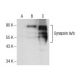 Synapsin Ia/b Antibody (B-11) - Western Blotting - Image 157543