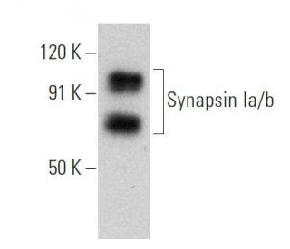 Synapsin Ia/b Antibody (B-11) - Western Blotting - Image 356338 