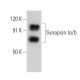 Synapsin Ia/b Antibody (B-11) - Western Blotting - Image 356338 