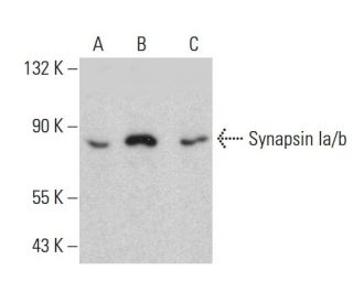 Synapsin Ia/b Antibody (B-12) - Western Blotting - Image 388023 