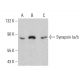 Synapsin Ia/b Antibody (B-12) - Western Blotting - Image 388023 