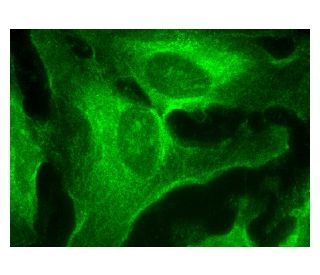 immunofluorescence image from recommended Synapsin Ia/b (A-8) monoclonal antibody replacement. Image 156883