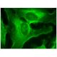 immunofluorescence image from recommended Synapsin Ia/b (A-8) monoclonal antibody replacement. Image 156883