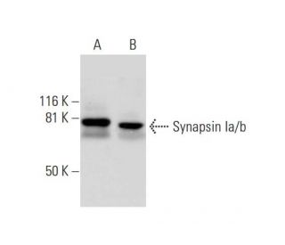 Synapsin Ia/b Antibody (D-8) - Western Blotting - Image 290881