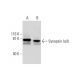 Synapsin Ia/b Antibody (D-8) - Western Blotting - Image 290881