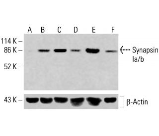 Synapsin Ia/b Antibody (A-1) - Western Blotting - Image 415541