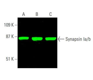 Synapsin Ia/b Antibody (A-1) - Western Blotting - Image 381549