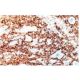 Synapsin IIa Antibody (1) - Immunohistochemistry - Image 60697 
