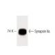 Synapsin IIa Antibody (1) - Western Blotting - Image 60458 