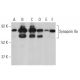 Synapsin IIa Antibody (1) - Western Blotting - Image 396131