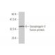 Synaptogyrin-2 Antibody (5C3) - Western Blotting - Image 348988