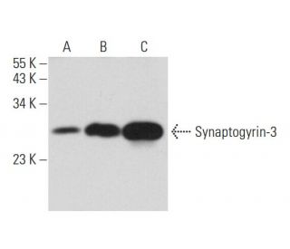 Synaptogyrin-3 Antibody (E-11) - Western Blotting - Image 318059 
