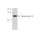 Synaptogyrin-3 Antibody (G-8) - Western Blotting - Image 318058 