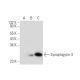 Synaptogyrin-3 Antibody (G-8) - Western Blotting - Image 319906 