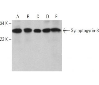 Synaptogyrin-3 Antibody (G-8) - Western Blotting - Image 366085