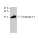 Synaptogyrin-4 Antibody (F-11) - Western Blotting - Image 384751