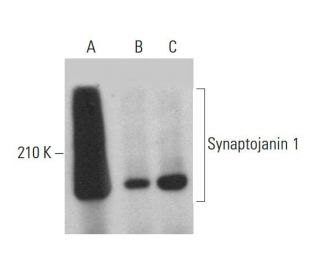 Synaptojanin 1 Antibody (5H1) - Western Blotting - Image 376517 