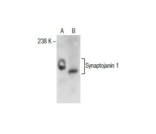 Synaptojanin 1 Antibody (AC1) - Western Blotting - Image 285952 