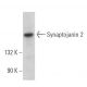 Synaptojanin 2 Antibody (E-1) - Western Blotting - Image 379350
