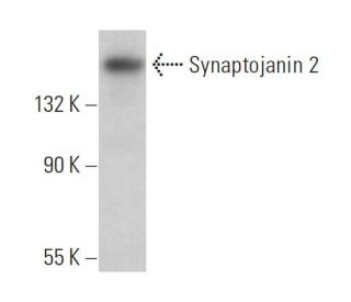Synaptojanin 2 Antibody (D-11) - Western Blotting - Image 379346