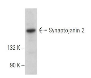 Synaptojanin 2 Antibody (E-1) - Western Blotting - Image 379350