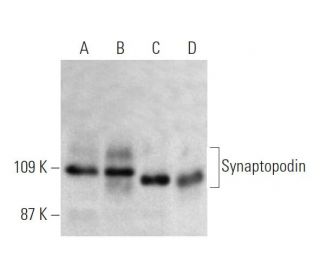 western blotting image from recommended Synaptopodin (D-9) monoclonal antibody replacement. Image 370438