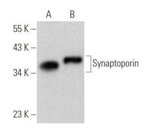 Synaptoporin Antibody (F-1) - Western Blotting - Image 367469 