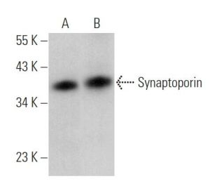 Synaptoporin Antibody (F-1) - Western Blotting - Image 367328 