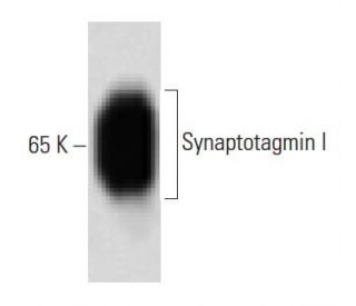 Synaptotagmin I Antibody (41) - Western Blotting - Image 60460